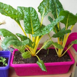 Semillas de acelga tallo amarillo