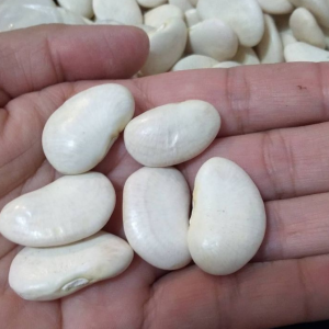 Semillas de poroto pallar luna