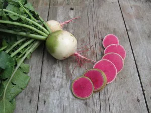 Semillas de rabano sandia