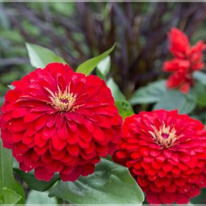 Semillas de zinnia banary’s deep red