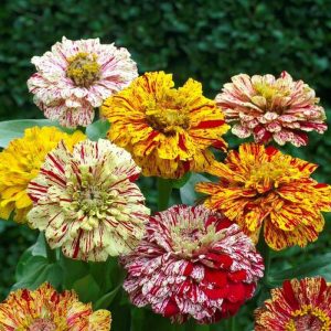 Semillas de zinnia peppermint