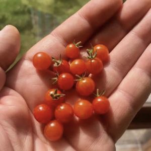 Semillas de tomate tenca
