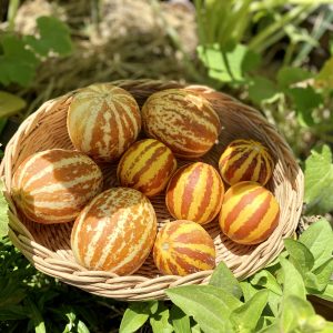Semillas de melón tigre