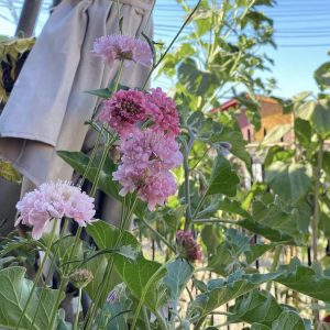 Semillas scabiosa pink mist