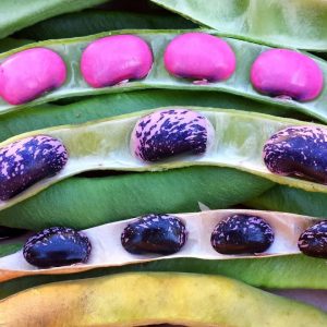 Poroto pallar mix