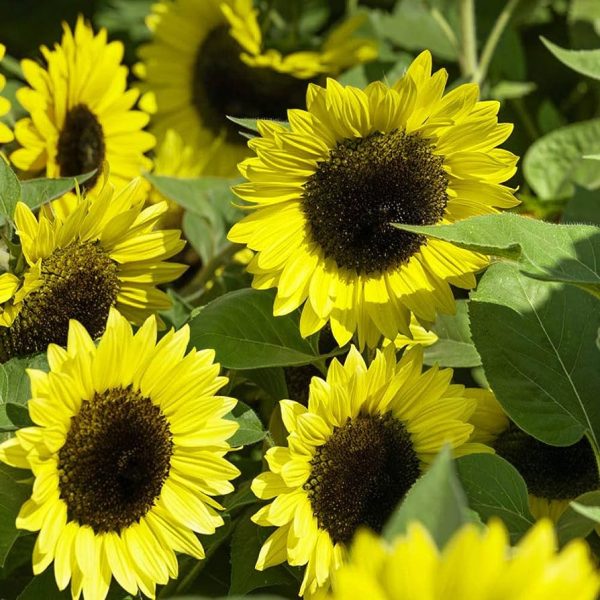 Semillas de girasol lemon queen - Imagen 4