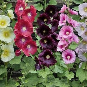 Semillas de malva mix