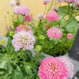 Semillas scabiosa pink mist