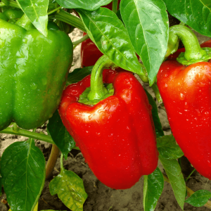 Semillas de pimentón rojo