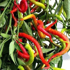 Semillas de pimiento corbacci