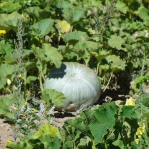 Semillas de zapallo camote