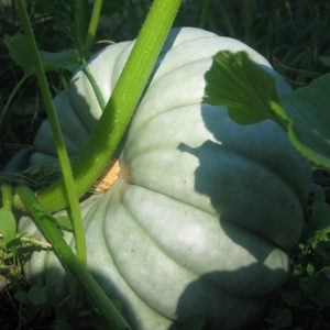 Semillas de zapallo camote