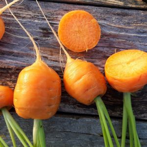 Semillas zanahorias Parisienne