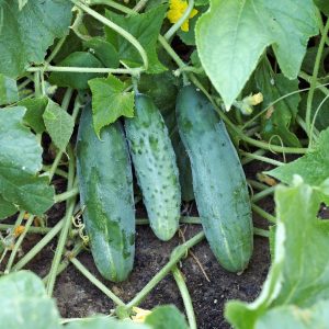 Semillas de pepino