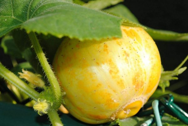 Semillas de pepino limón - Imagen 3