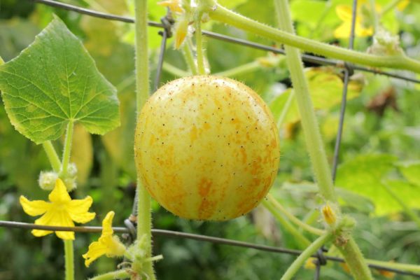 Semillas de pepino limón - Imagen 4