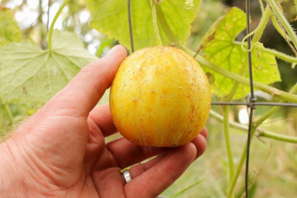 Semillas de pepino limón