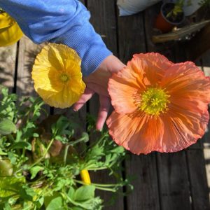 Semillas de amapola islándica