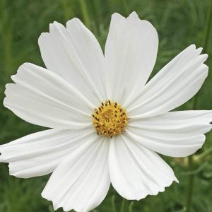 Semillas cosmos purity blanco
