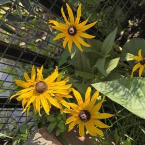 Semillas de rudbeckia hirta
