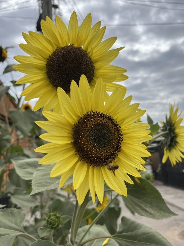 Semillas de girasol lemon queen - Imagen 3