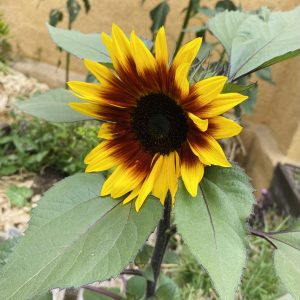 Semillas de girasol mix
