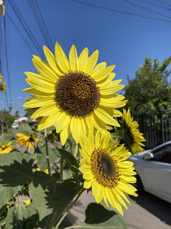 Semillas de girasol lemon queen - Imagen 2