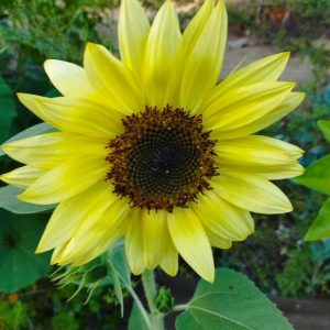 Semillas de girasol lemon queen