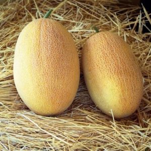 Semillas de melón ananas