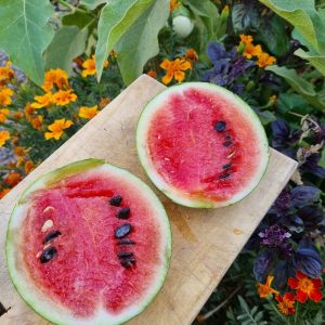 Semillas de sandia hamby