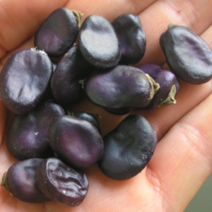 Semillas de habas moradas