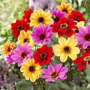 Semillas de dalia enana mix