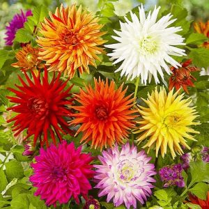 Semillas de dalia cactus mix
