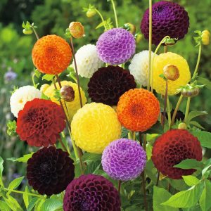Semillas de dalia pompón mix