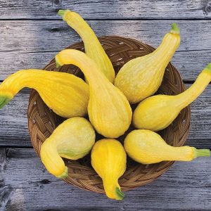 Semillas de zapallo yellow crookneck