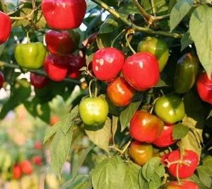 Semillas de ají rocoto