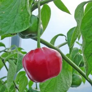 Semillas de ají rocoto