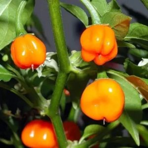 Semillas de pimiento mini bell naranjo