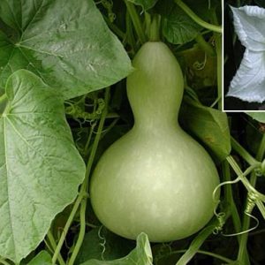 Semillas de calabaza mate