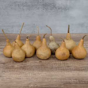 Semillas de calabaza mate