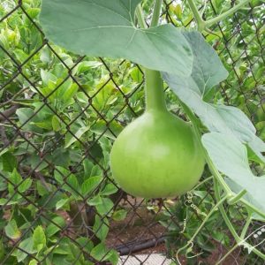 Semillas de calabaza mate