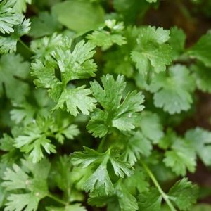 Semillas de cilantro