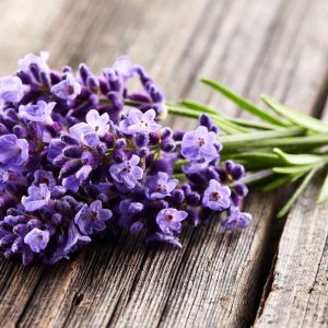 Semillas de lavanda