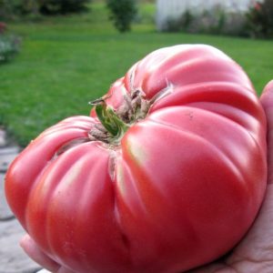 Semillas de tomate red brandywine