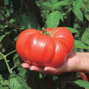 Semillas de tomate red brandywine