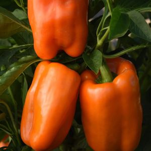 Semillas de pimiento naranjo