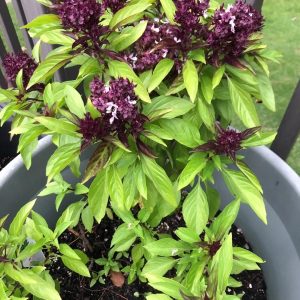 Semillas de albahaca siam queen