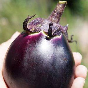 Semillas de berenjena kamo