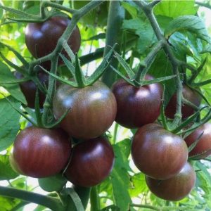 Semillas de tomate cherry chocolate