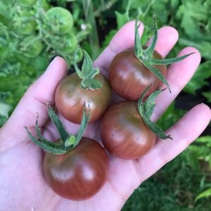 Semillas de tomate cherry chocolate